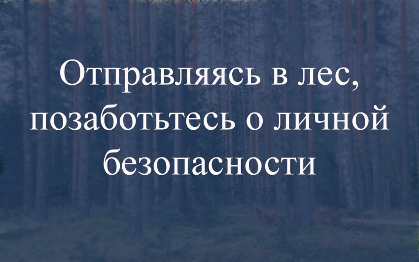 Полиция Тверской области напоминает: отправляясь в лес, позаботьтесь о личной безопасности